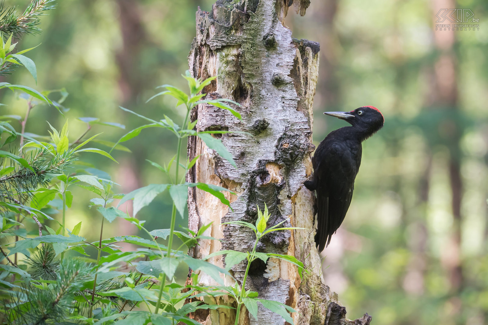 Woodpeckers - Black woodpecker The black woodpecker (Dryocopus martius) is about 50 cm tall and it is the largest woodpecker in Europe. This woodpecker is quite rare. This bird prefers large, old forests where many old and rotten trees can be found. This photo has been made in Haaksbergen in the Netherlands. Stefan Cruysberghs